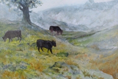 Misty Cows